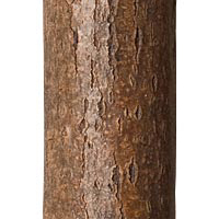 Natural Finish La Lune Collection