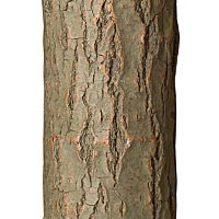 Sage finish La Lune Collection